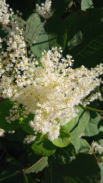 осенние цветы - Елена Шаламова