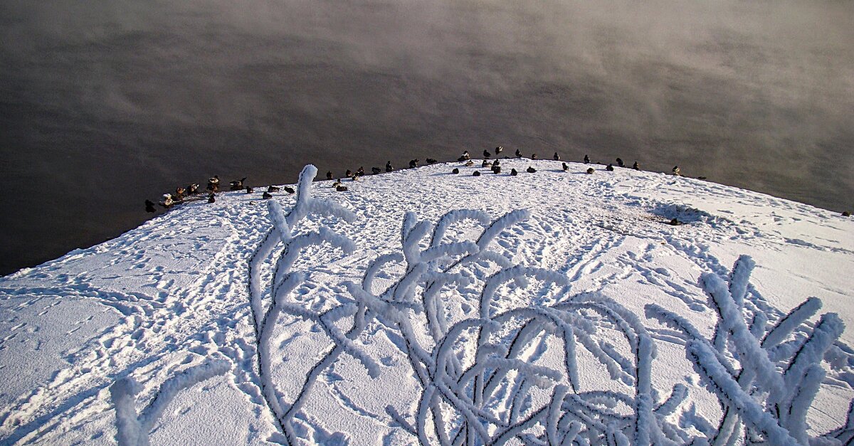Утки на отмели,,, - Анатолий Колосов