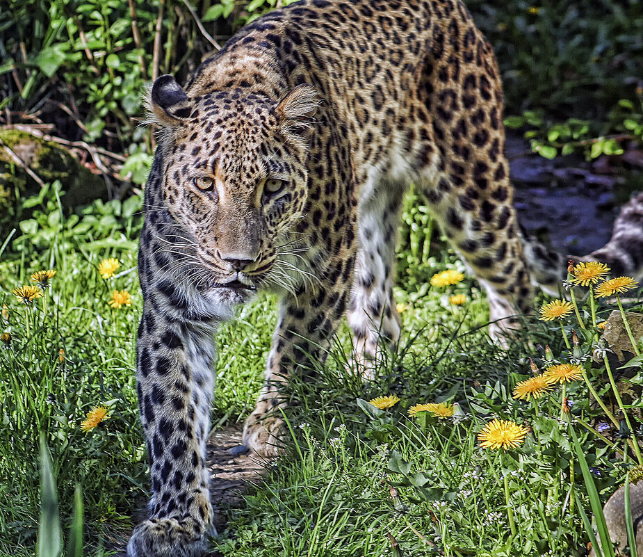 *** - Андроник Александр 