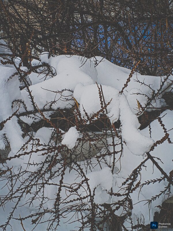 Снежные лапы - Юлия Денискина