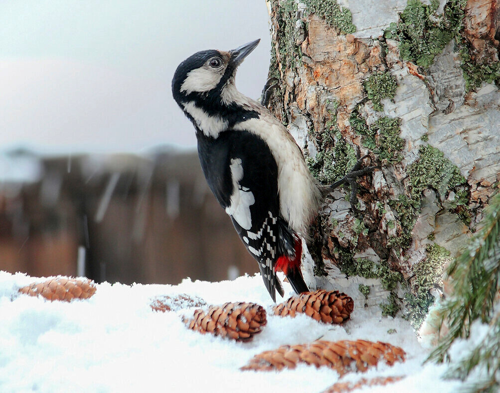 Птицы в природе - елена беликова