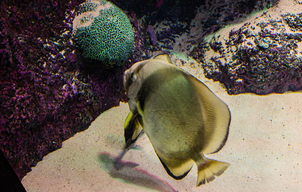 Анталия Аквариум.Platax pinnatus - Светлана SvetNika17 Анталия Аквариум.Platax pinnatus - Светлана SvetNika17