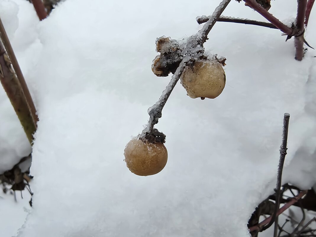 ***ягоды морозные*** - Olga Oskolkova