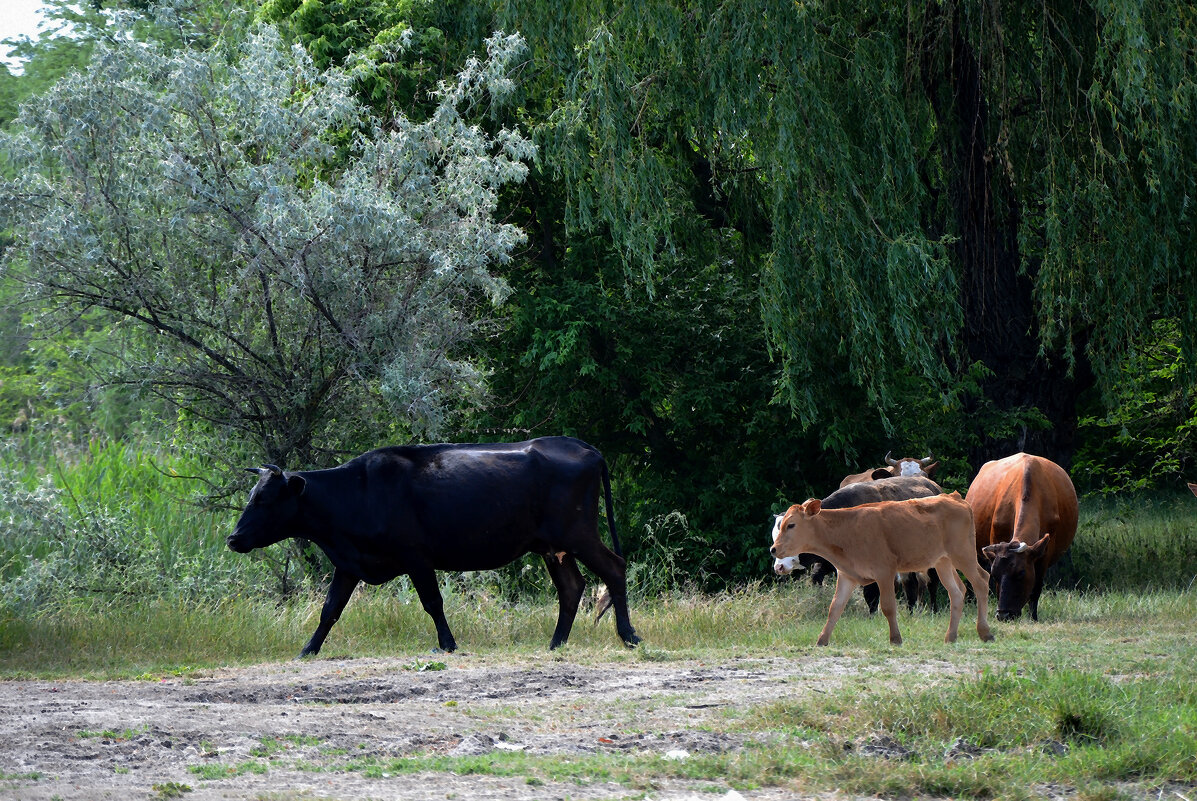 Утро на пастбище... - Надежда Куркина 