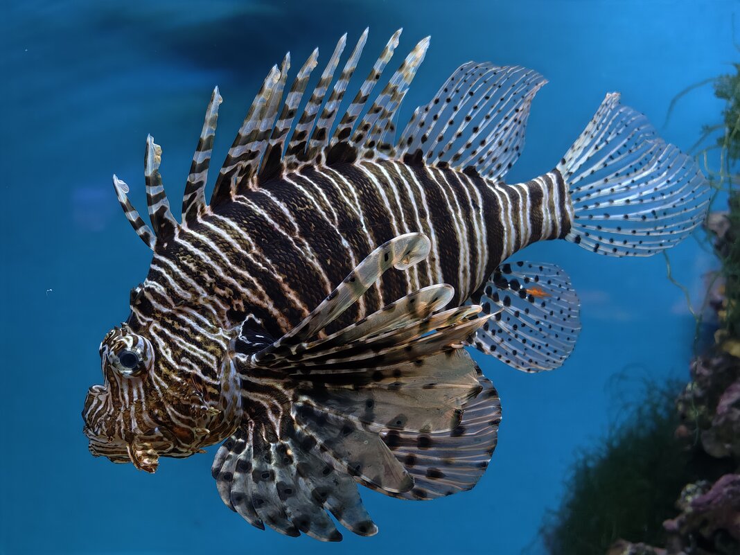 Крылатка-зебра - <<< Наташа >>>