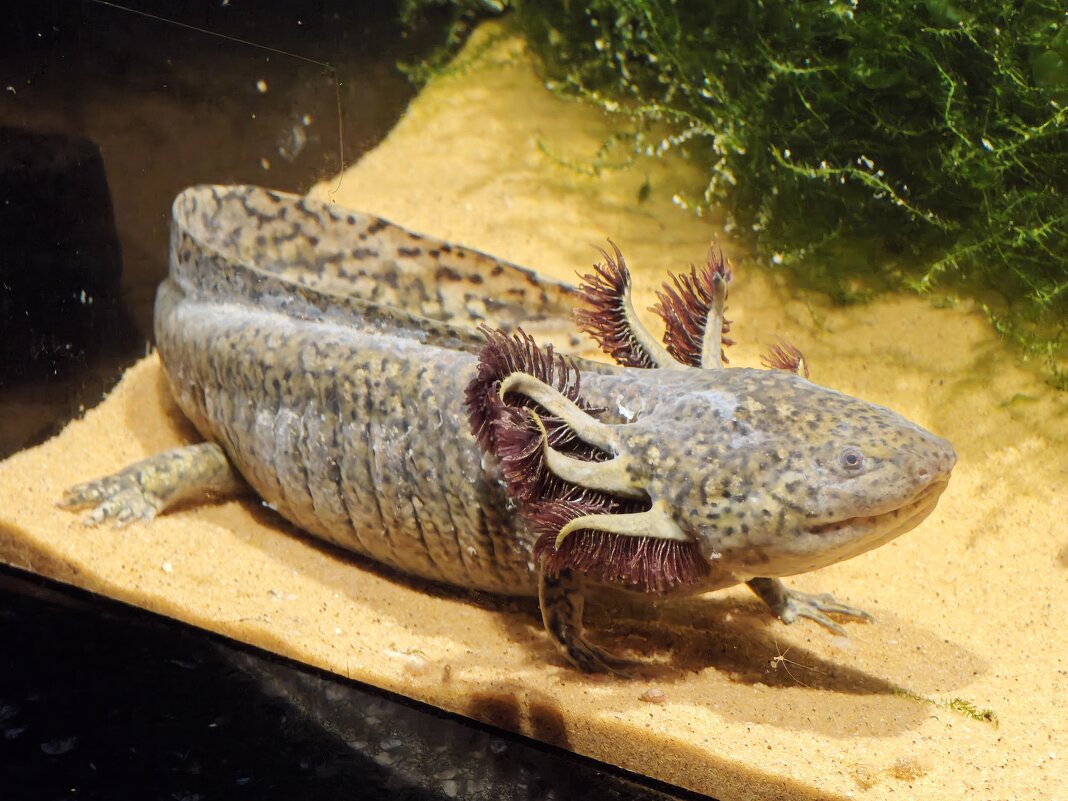 Аксолотль - <<< Наташа >>>