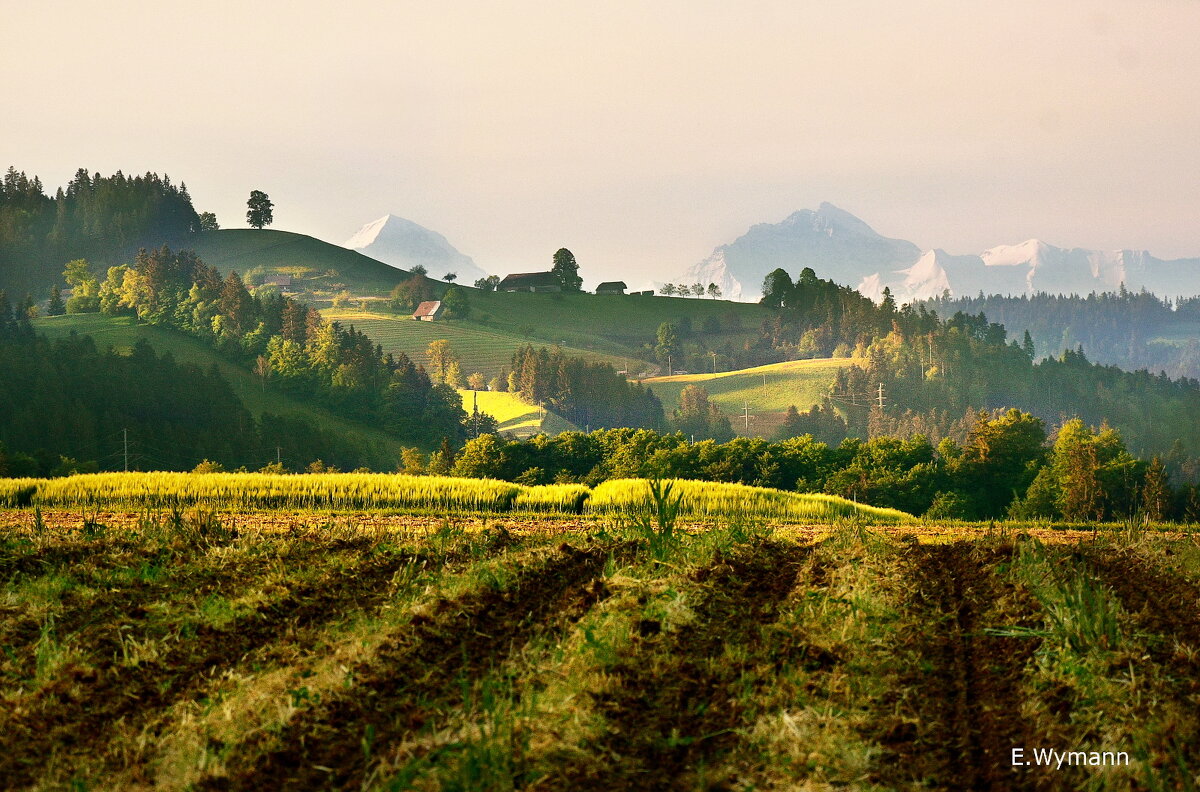 summer morning - Elena Wymann summer morning - Elena Wymann