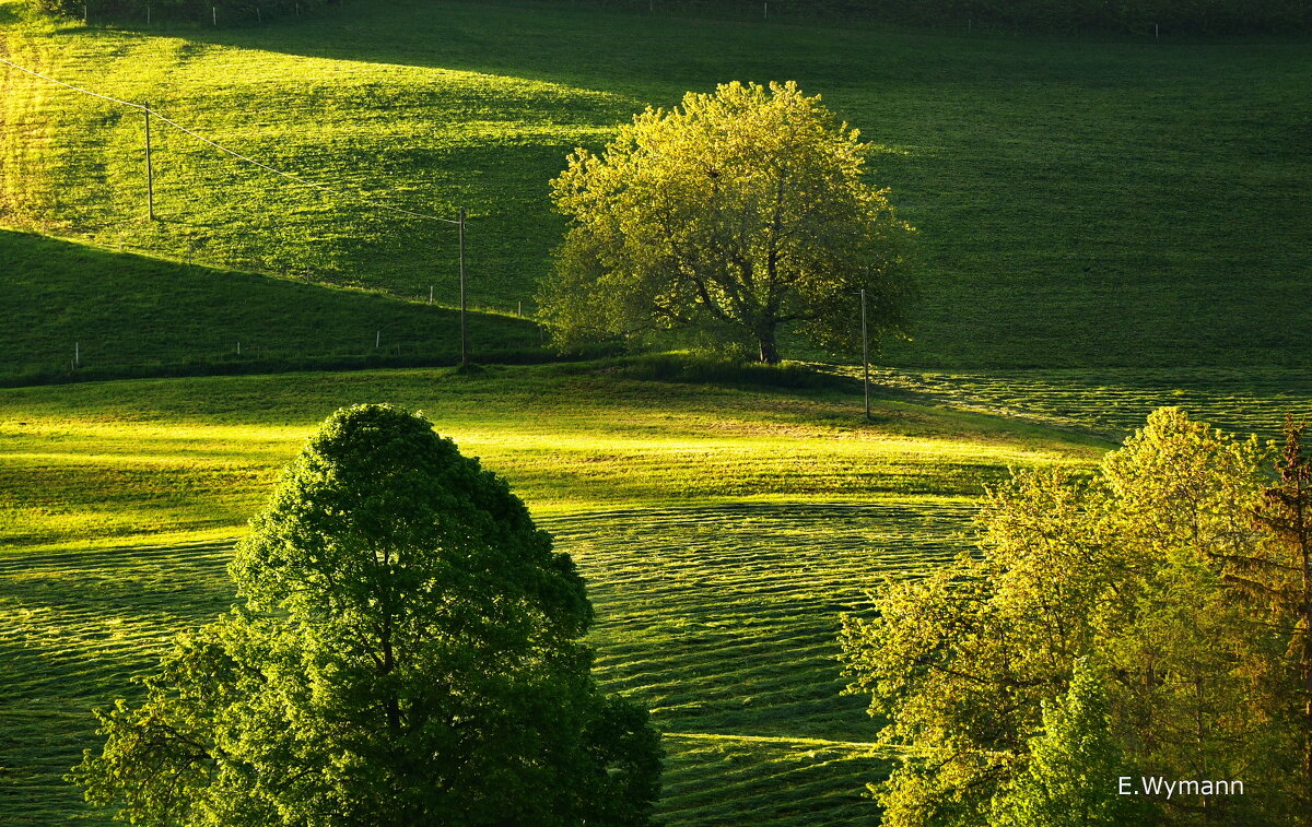 trees - Elena Wymann