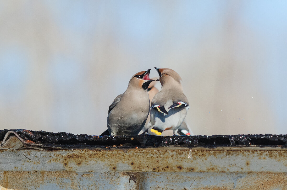 Свиристели - Виктор Иванович Чернюк