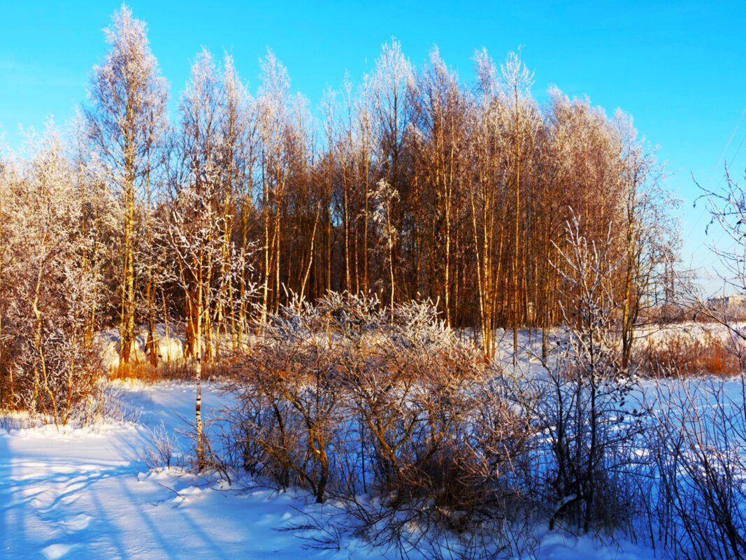 Морозный январь в городе - Aida10 