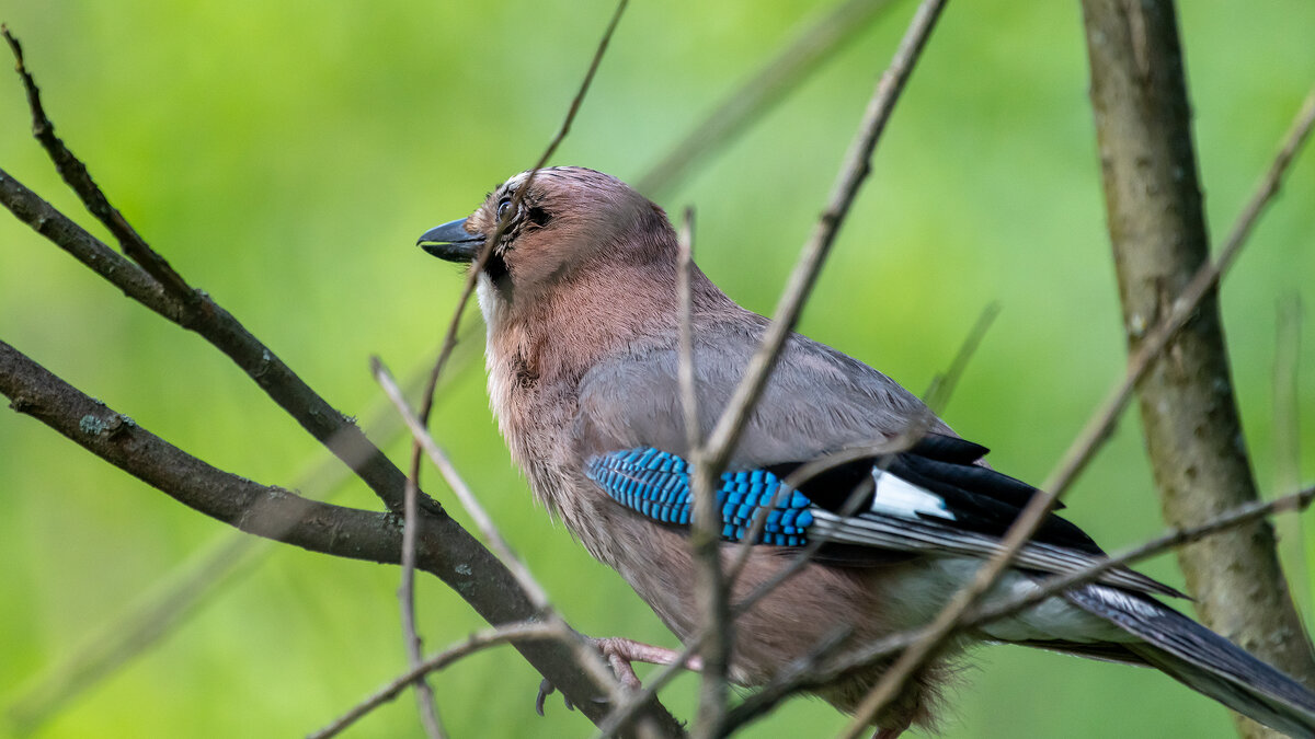 Сойка - Владимир Лазарев