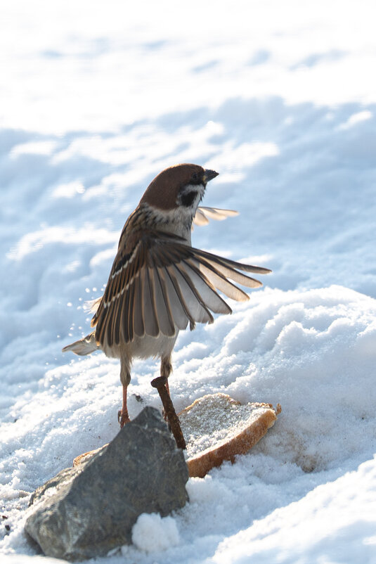 Дирижер - Сергей Флетчер