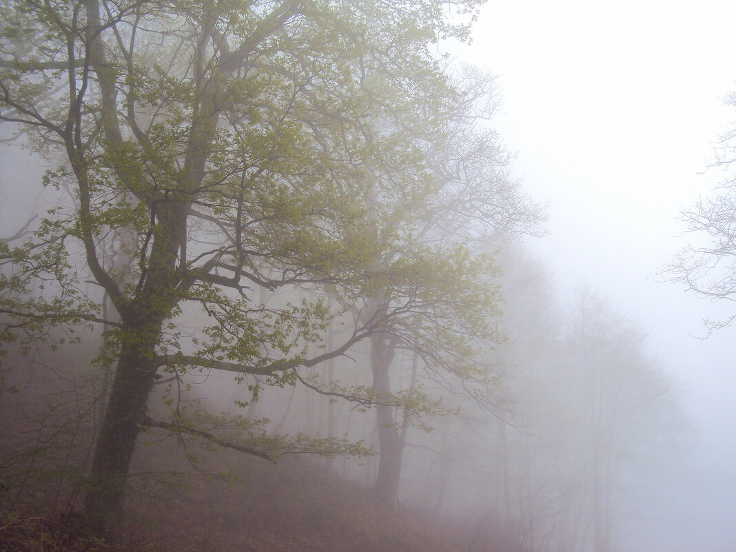 ТУМАН - Tata Wolf