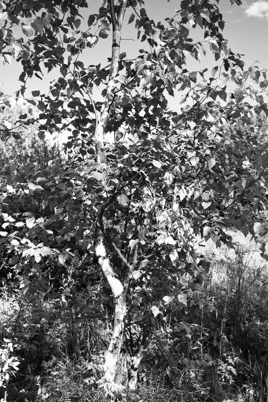 Фотография - Денис Безногов