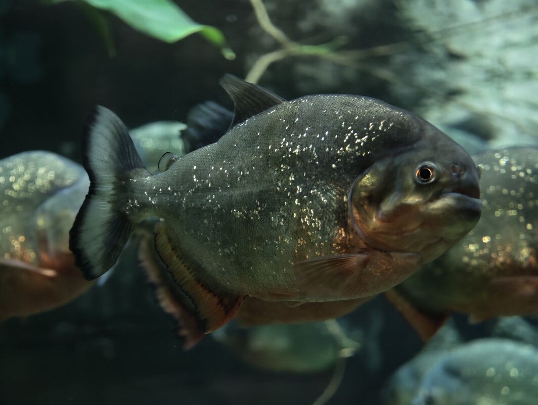 Пиранья - <<< Наташа >>>