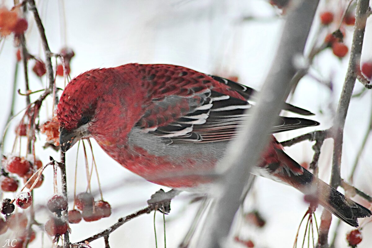 Урагус - Любовь Сахарова