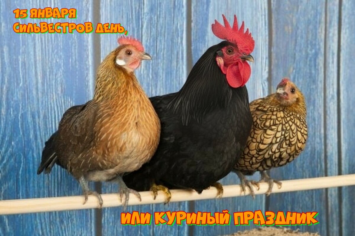 Сильвестров день, или Куриный праздник - Валерий Иванович