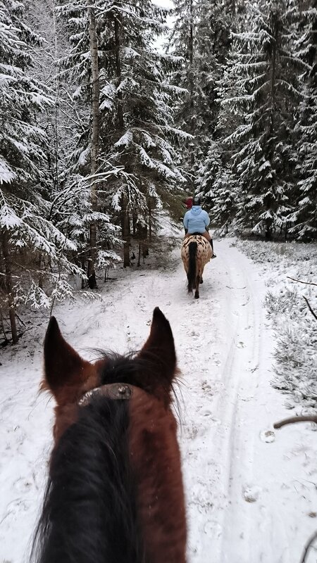 В зимнем лесу. - Ольга 