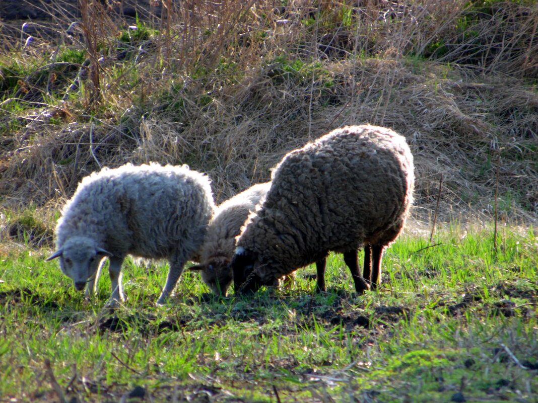 Травку овечки на поле жевали. - nadyasilyuk Вознюк