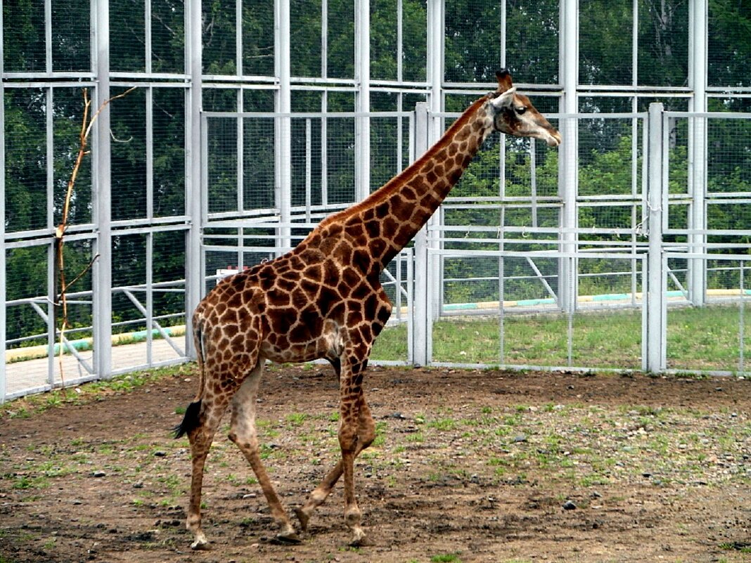 Жираф однажды прогуливался важно. - nadyasilyuk Вознюк
