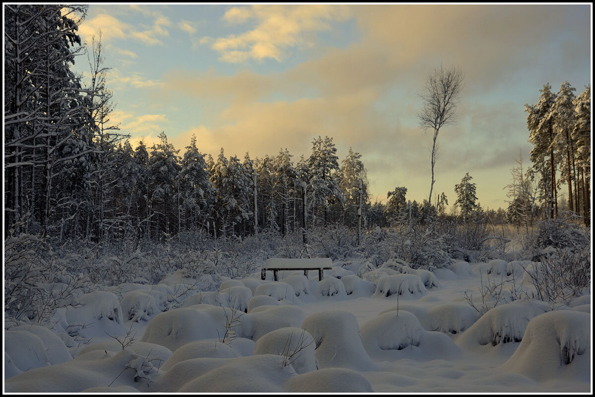Зима на болоте - Aleksandr Gal Зима на болоте - Aleksandr Gal