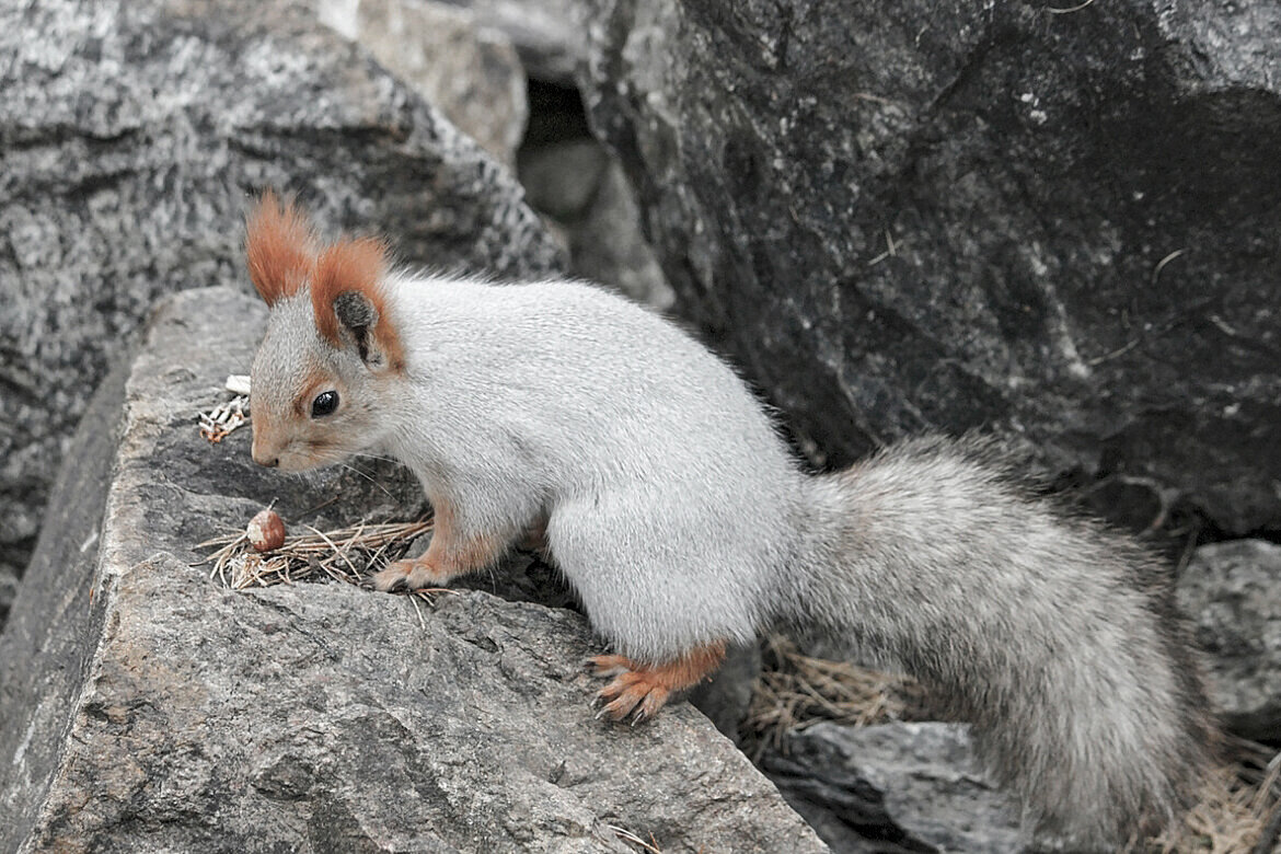 На Телецком озере( в заповеднике Яйлю) - елена беликова