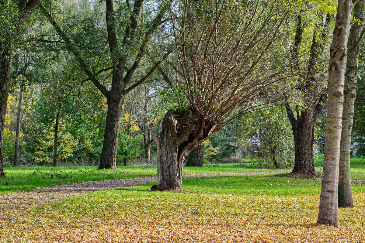 Парк - Jakob Dick