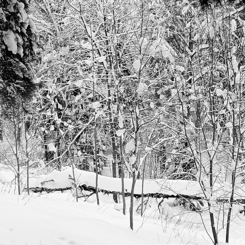 змея выжидает - Владимир 