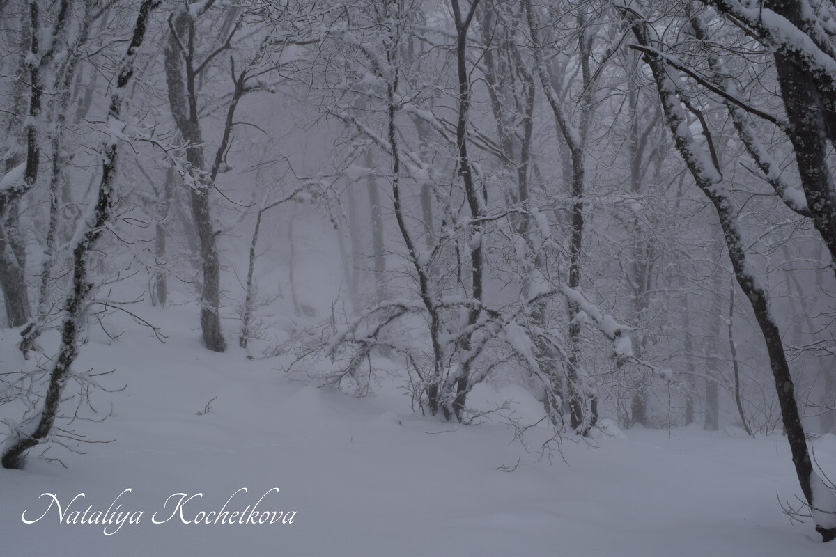 Природа Крыма - Amazing Cosmea