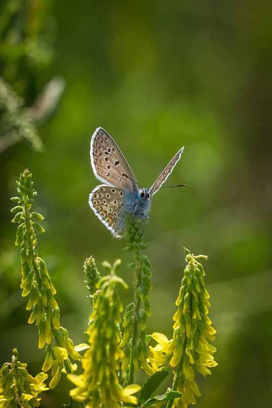 Лесная фея - Игорь Шевченко