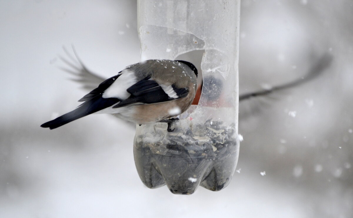 На кормушке - ирина 
