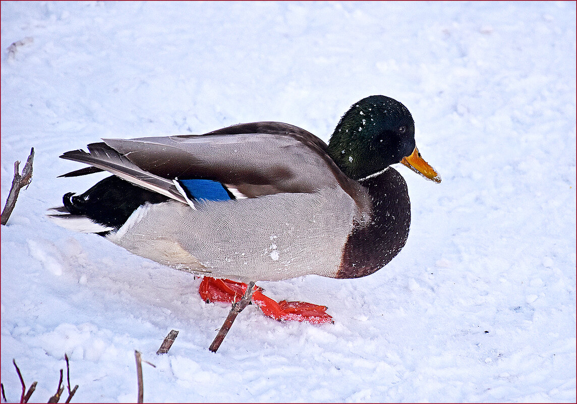 Босиком холодно однако... - Валентина  Нефёдова 