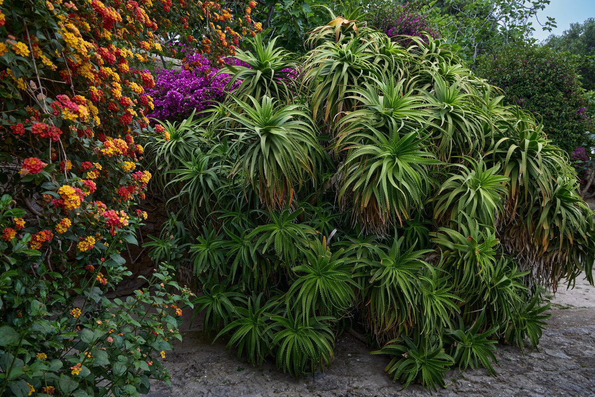 Алоэ вера... - Dmitriy Dikikh