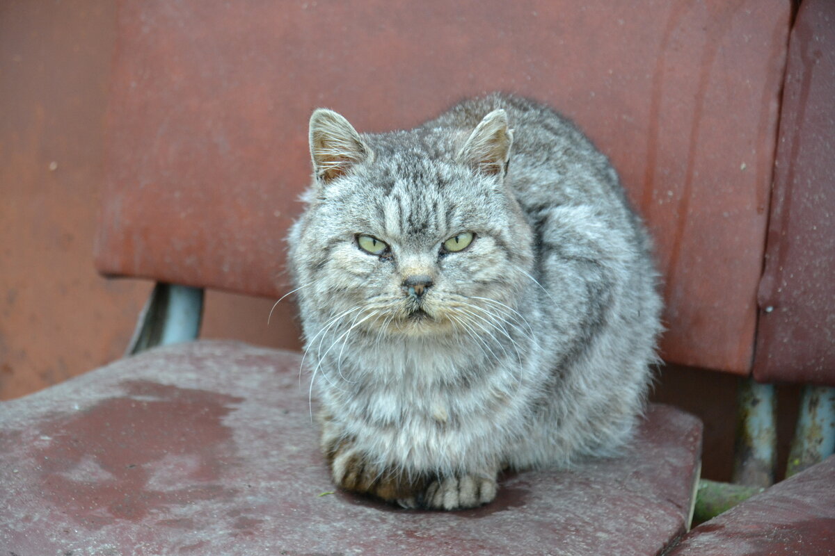 Котэ - Prizrak 777