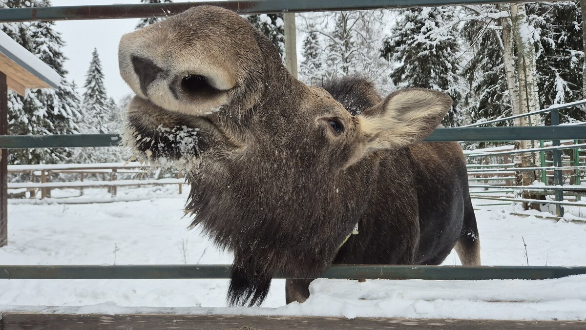 Лосяш - Надежда Шубина Лосяш - Надежда Шубина