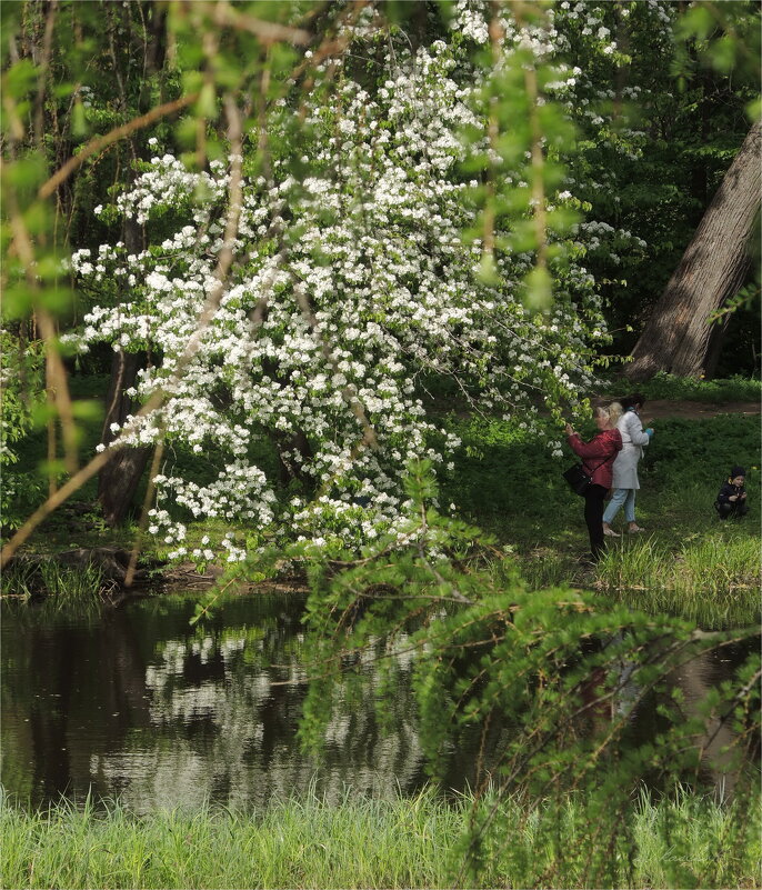фотографирование цветов - sv.kaschuk 