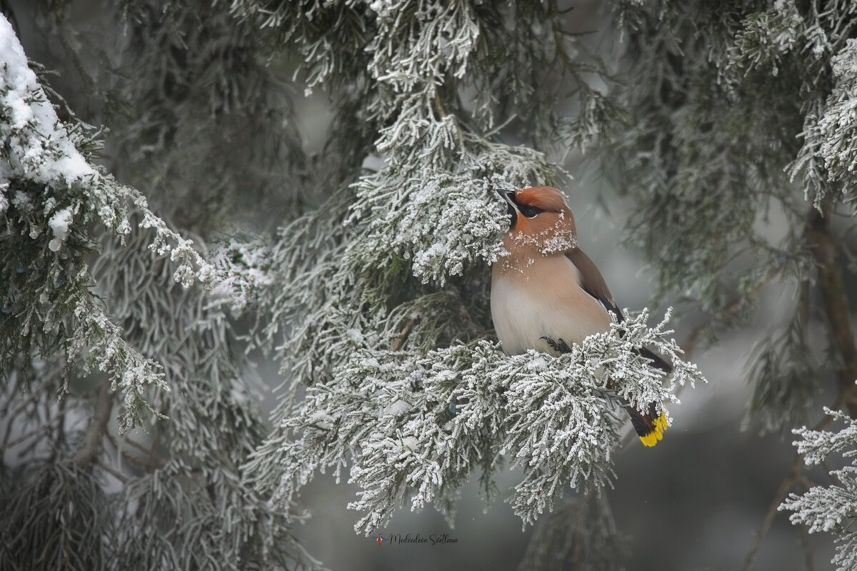 Невеста в тумане. - Светлана Ивановна Медведева