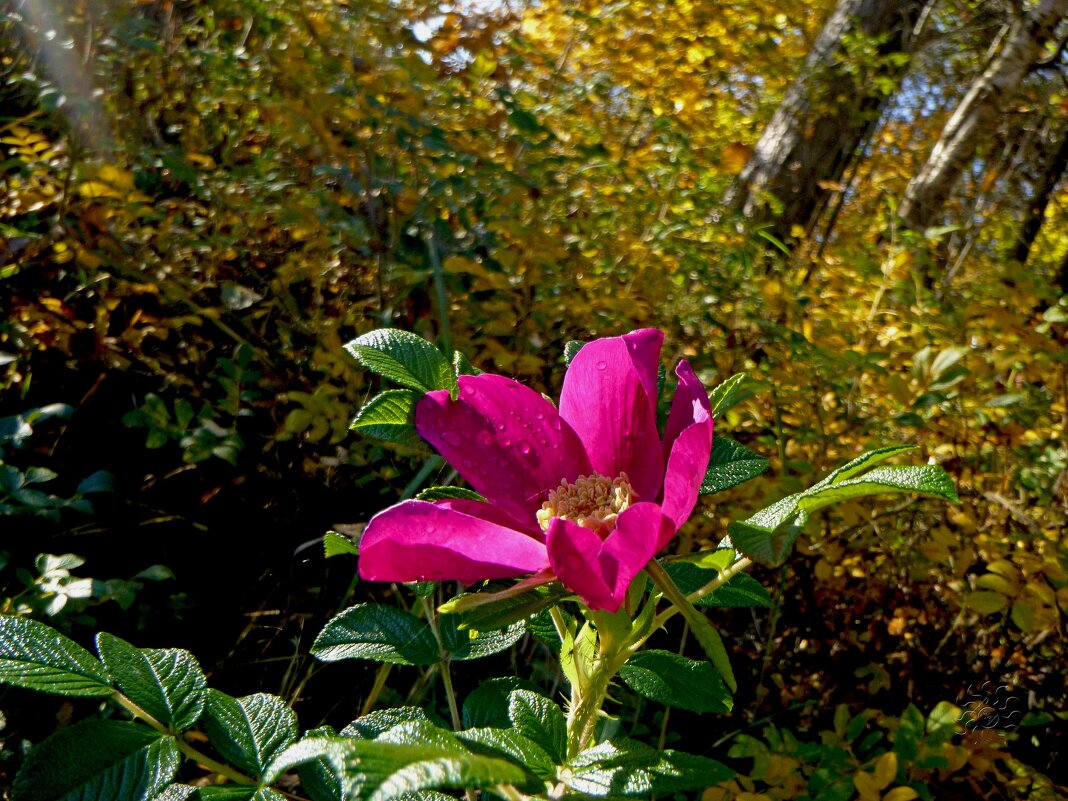 Цветок осени - Юлия ЮГ