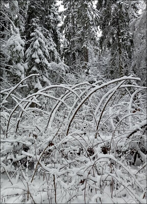 Лесные переплетения! - Надежда 