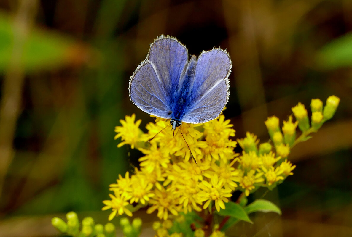 опять про бабочек...317 - Александр Прокудин