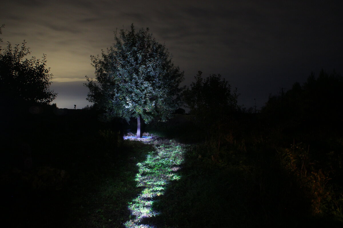 Волшебный дуб. - Василий Капитанов