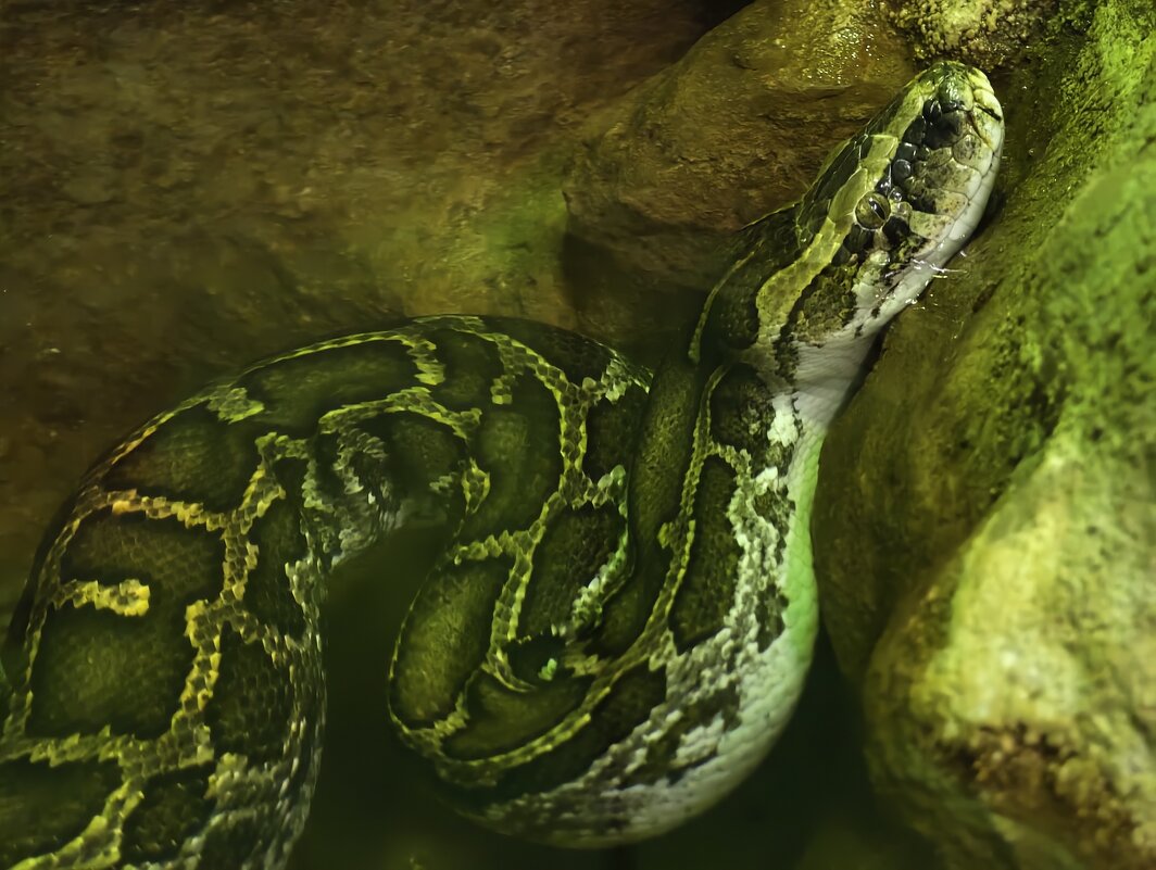 Змея - <<< Наташа >>>