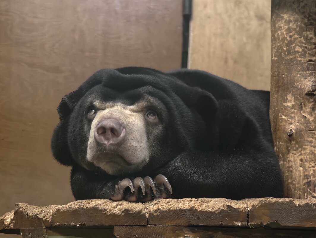 Малайский медвежонок - <<< Наташа >>> Малайский медвежонок - <<< Наташа >>>