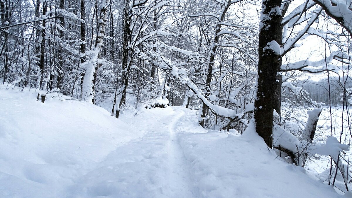 Завалило снегом лес. - Милешкин Владимир Алексеевич 