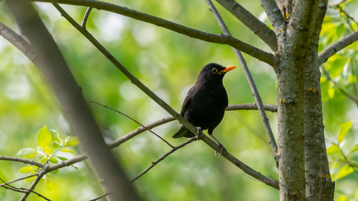 Черный дрозд - Владимир Лазарев