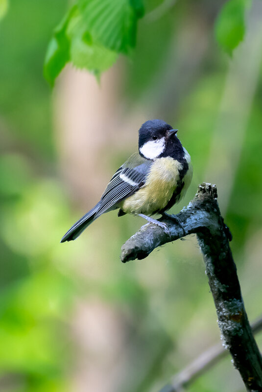 Синичка - Владимир Лазарев