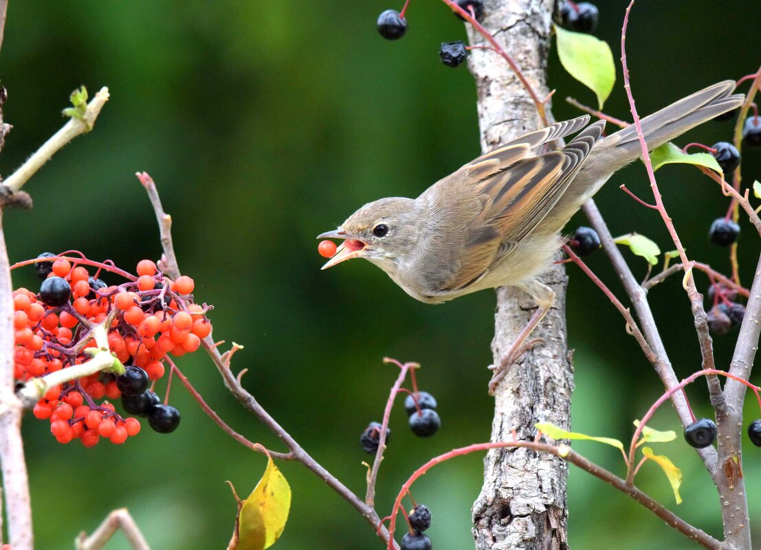 Осеннее изобилие - Михаил Белоусов