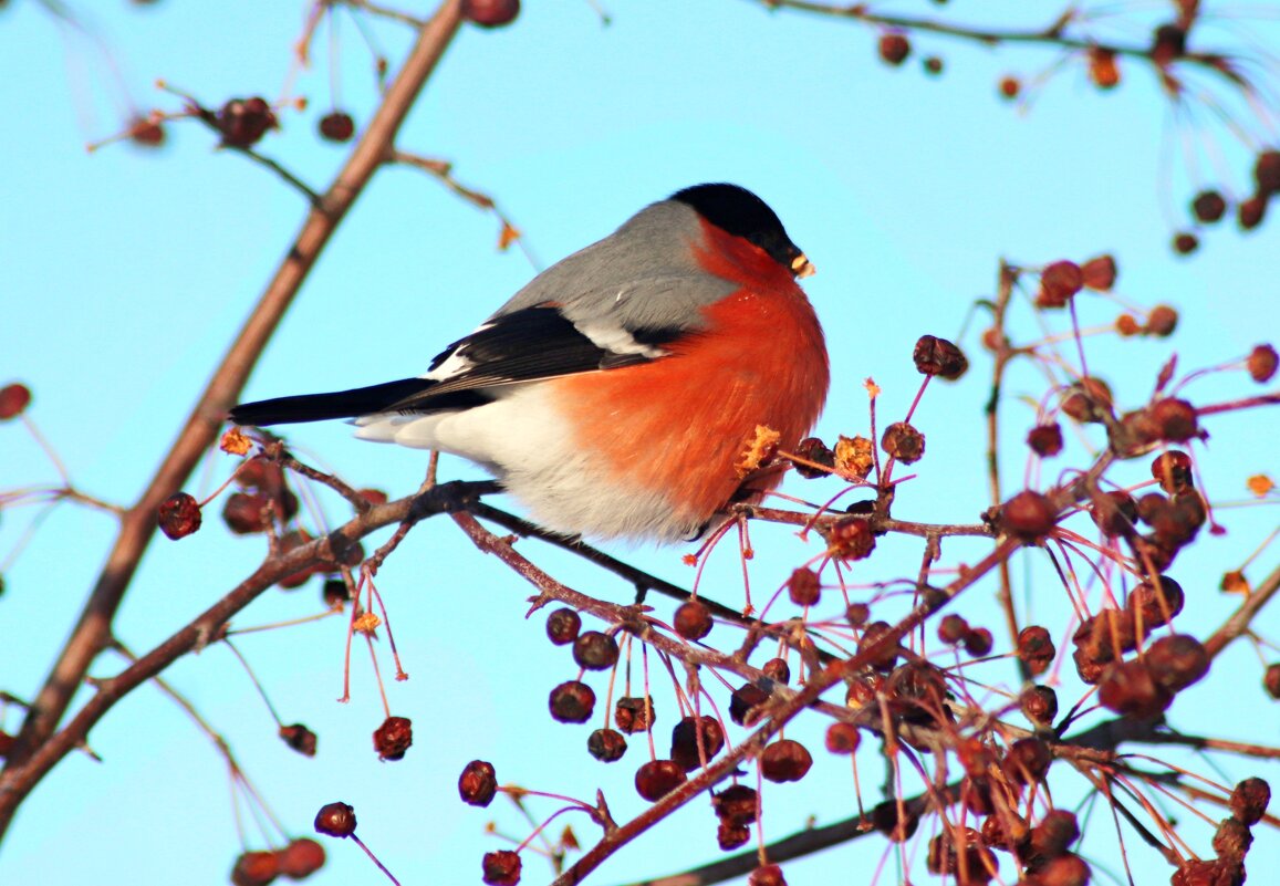 Прилетели снегири - Любовь Сахарова