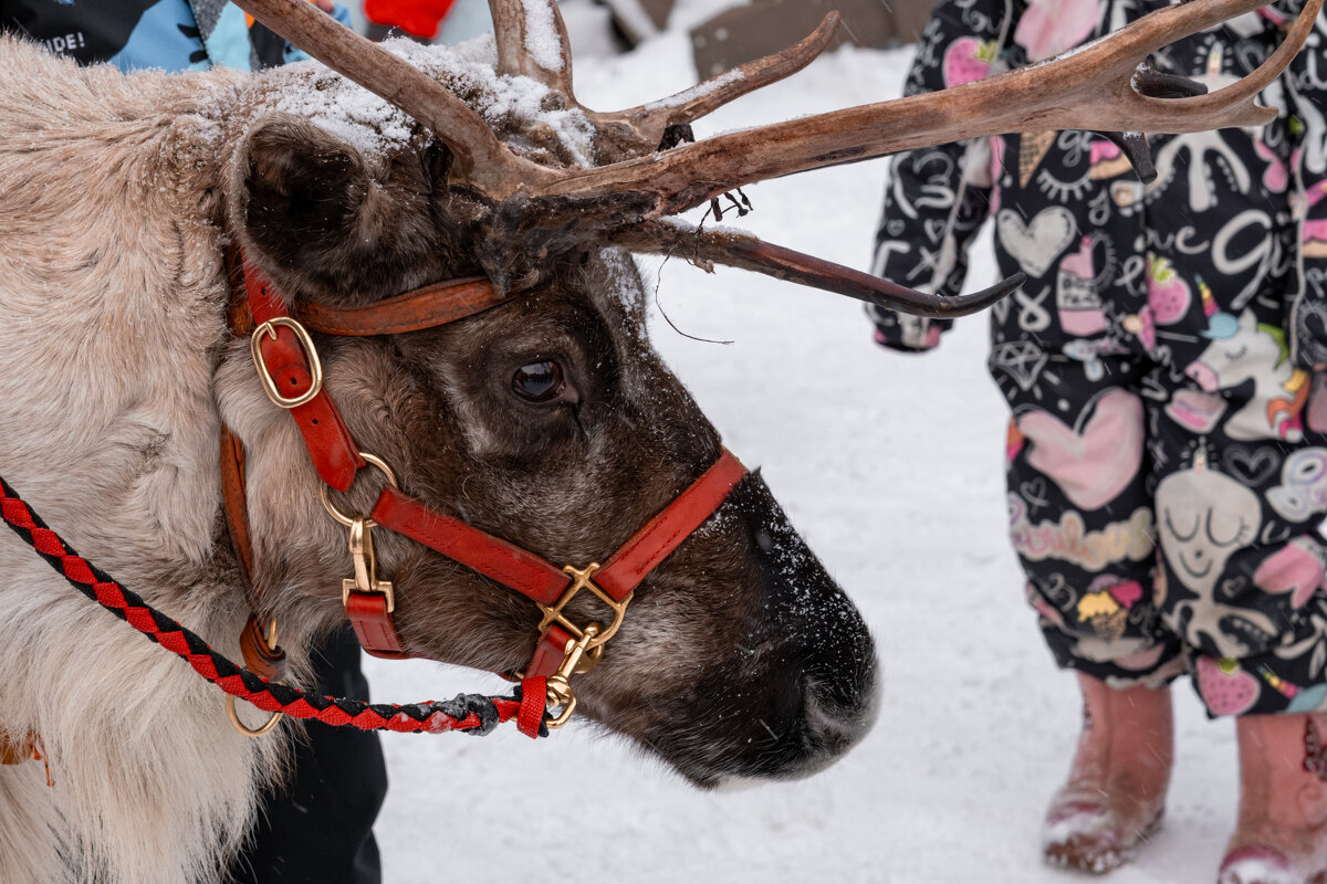 Северный олень в городе - Илья Шенгелия