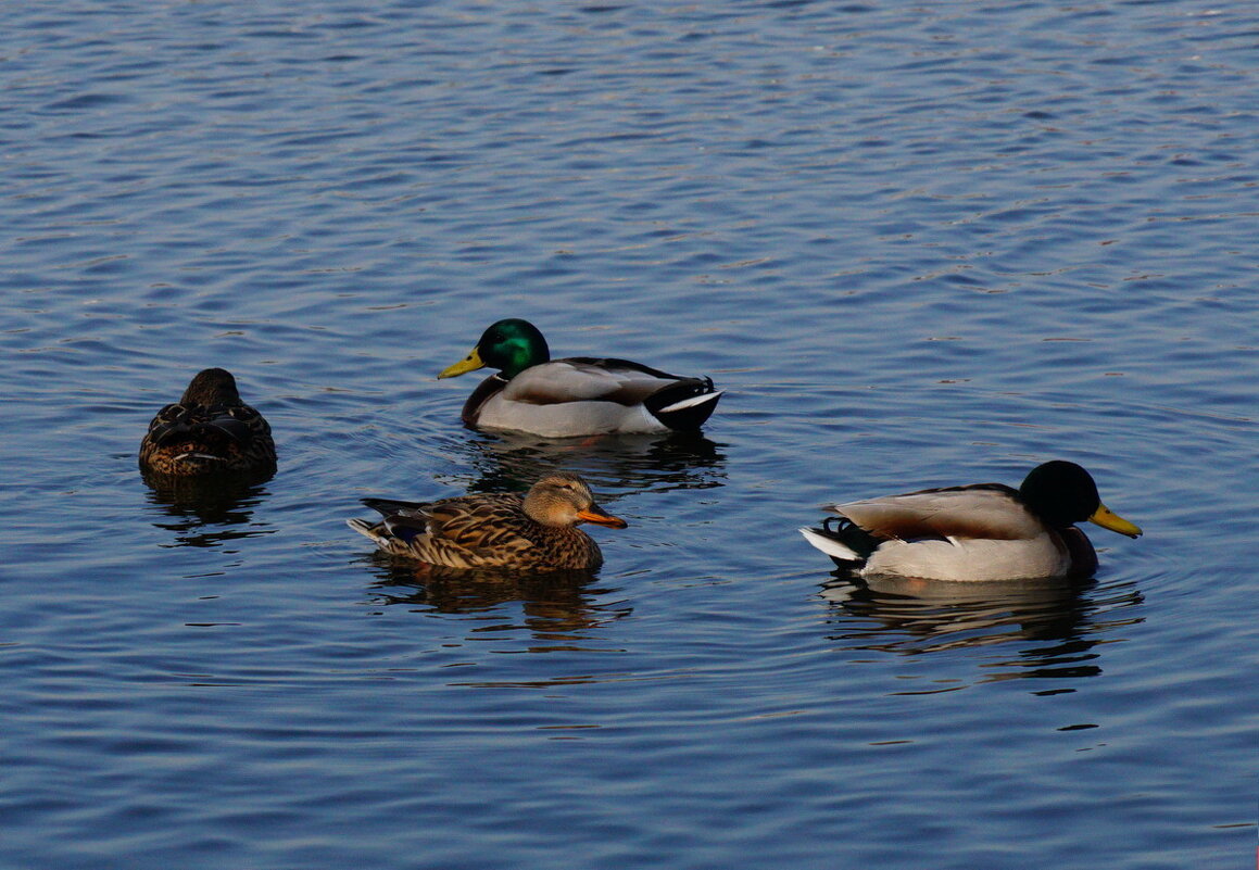 Станьте утки в круг... - Николай Саржанов